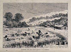 Women collecting coca leaves in Bolivia, wood engraving circa 1867