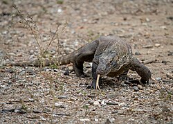 The Komodo dragon (Varanus komodoensis) is one of Indonesia's officially designated national animals under a presidential decree in 1993.[125]