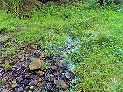 Natural spring in Pennsylvania where surface discharge emerges, then runs off, down and through surface grass and rocks