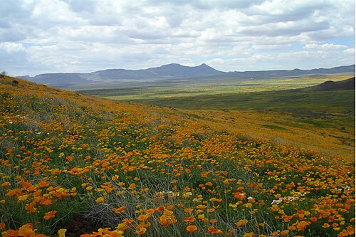 Ecosystem management decisions for the Malpai Borderlands were determined through active participation of diverse stakeholder groups.
