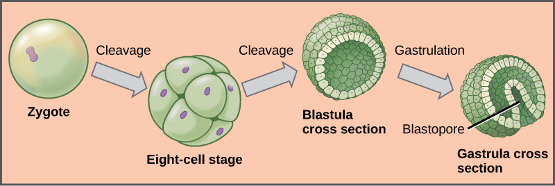 Process of zygote to gastrula in development