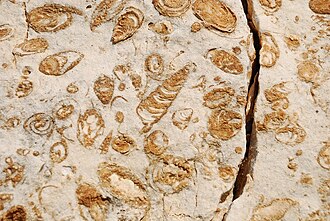 Fossils of Nerinea marine gastropods of Late Cretaceous (Cenomanian) age, in limestone in Lebanon