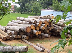 Trunks of the coconut palm, a monocot, in Java. From this perspective these look not much different from trunks of a dicot or conifer