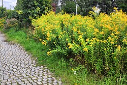 Canada goldenrod (Solidago canadensis) as a roadside weed in Poland