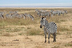 Plains zebra