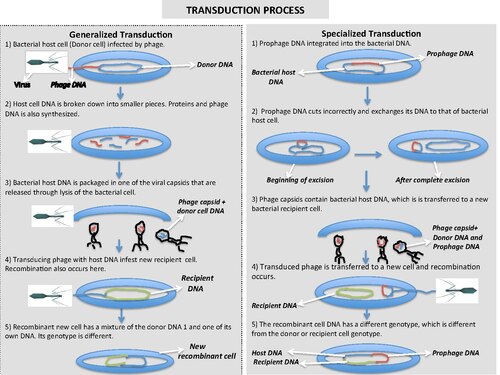 This is an illustration of the difference between generalized transduction, which is the process of transferring any bacterial gene to a second bacterium through a bacteriophage and specialized transduction, which is the process of moving restricted bacterial genes to a recipient bacterium. While generalized transduction can occur randomly and more easily, specialized transduction depends on the location of the genes on the chromosome and the incorrect excision of a prophage.