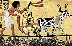 Sennedjem plows his fields in Aaru with a pair of oxen, Deir el-Medina.
