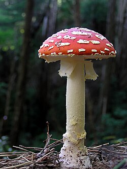 Single fruiting body of Amanita muscaria