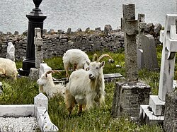 Feral goats in a churchyard near Llandudno, Wales
