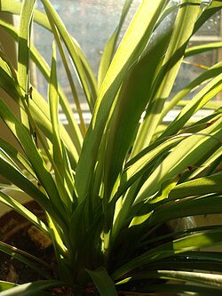Spider plants (Chlorophytum comosum) absorb some airborne contaminants.