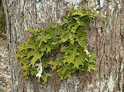 Some lichens, like the foliose Lobaria pulmonaria, are sensitive to air pollution.