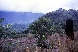 b) Fire prevention, nurturing natural regeneration and planting framework tree species resulted in trees growing above the weed canopy within a year.