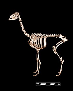 Skeleton of a llama