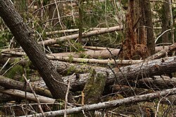 In the montane forest of Olympic National Park, windthrow opens the canopy and increases light intensity on the understory.