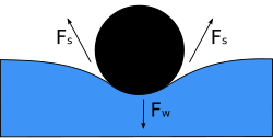 Cross-section of a needle floating on the surface of water. Fw is the weight and Fs are surface tension resultant forces.