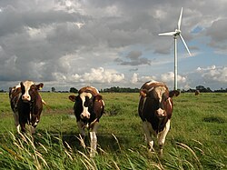 Livestock grazing near a wind turbine[109]