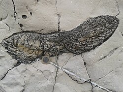 Chert nodule within soft limestone at Akçakoca, Turkey
