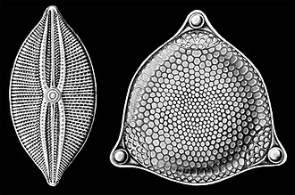 Selections from Ernst Haeckel's 1904 Kunstformen der Natur (Art Forms of Nature), showing pennate (left) and centric (right) frustules.