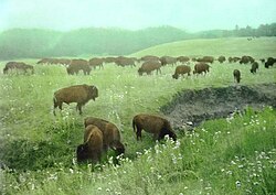 A herd of bison (tȟatȟáŋka) grazing on the mixed grass prairie, 1948. The Oglala today maintain a herd on the reservation.