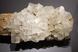 Halite on wood from the Wieliczka salt mine, Poland. (Gallery of Mineralogy and Geology of the French National Museum of Natural History in Paris)