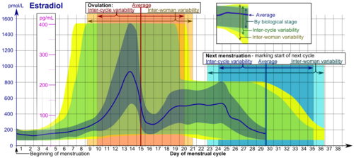 Reference ranges for the blood content of estradiol, the primary type of estrogen, during the menstrual cycle[18]
