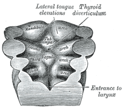 Floor of pharynx of embryo between 35 and 37 days after fertilization.