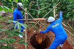 Two borehole diggers manually digging a borehole