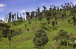 Deforestation in Ecuador.
