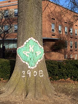 The Alpha Kappa Alpha Tree on Howard's main yard