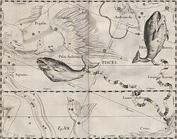 Pisces in Hevelius's map (1690). As with all Hevelius's figures this one is shown as seen on a globe, so appears a mirror image by comparison with the sky