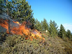 A prescribed burn in a Pinus nigra stand in Portugal