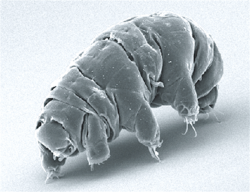 The tardigrade Milnesium tardigradum demonstrated its ability to survive the vacuum and ultraviolet radiation of space in the TARDIS experiment on the 2007 FOTON-M3 mission.