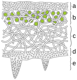 Schematic cross section of foliose lichen: (a) The cortex is the outer layer of tightly woven fungus filaments (hyphae) (b) This photobiont layer has photosynthesizing green algae (c) Loosely packed hyphae in the medulla (d) A tightly woven lower cortex (e) Anchoring hyphae called rhizines where the fungus attaches to the substrate