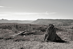Many trees in the direct blast zone were snapped off at their bases and the earth was stripped and scorched.