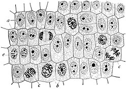 Onion (Allium) cells in different phases of the cell cycle. Growth in an 'organism' is carefully controlled by regulating the cell cycle.