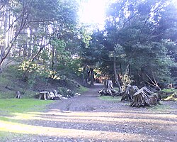 The Municipal Forest was donated by the Ross family in 1935