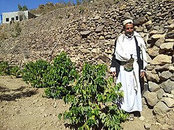 A coffee plantation in Yemen