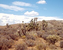 Joshua trees, yuccas, and cholla cactus occupy the far southwest corner of the state in the Mojave Desert