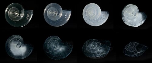 Pterapod shell dissolved in seawater adjusted to an ocean chemistry projected for the year 2100