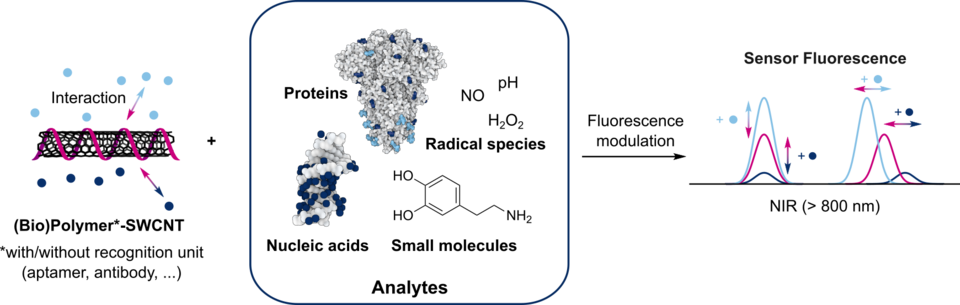 Optical biosensors with SWCNTs. The functionalization of SWCNTs with (bio)polymers leads to nanosensors for various molecules. The interaction with these molecules influences the NIR fluorescence of the SWCNTs.