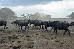 Deforestation for cattle production in Venezuela, 2015.