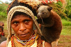 A tree-kangaroo about the size of a woman's head standing on her shoulder