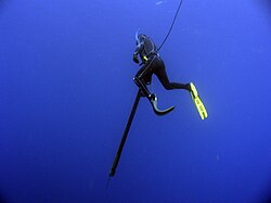 Spearfisherman hunting Yellowfin tuna in the Ryukyu Islands