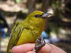 The ʻamakihi (Chlorodrepanis virens) is one of the many birds that live on the volcano's flanks.