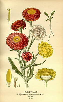 Illustration botanique, Xerochrysum (Helichrysum) bracteatum; No.1- Capitulum [bracts, florets, stamens]