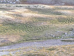 Cryogenic earth hummocks on the Olmflya plateau, Norway