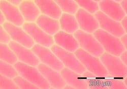 Onion epidermis cells are visible in true color with minimal magnification.