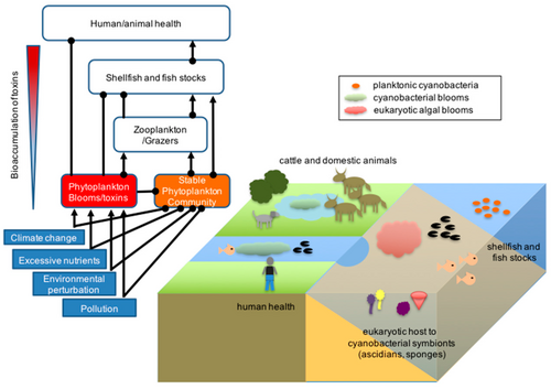 Environmental impact of cyanobacteria and other photosynthetic microorganisms in aquatic systems. Different classes of photosynthetic microorganisms are found in aquatic and marine environments where they form the base of healthy food webs and participate in symbioses with other organisms. However, shifting environmental conditions can result in community dysbiosis, where the growth of opportunistic species can lead to harmful blooms and toxin production with negative consequences to human health, livestock and fish stocks. Positive interactions are indicated by arrows; negative interactions are indicated by closed circles on the ecological model.[98]