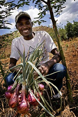 A farmer holding up onions he has grown on his farm near Gilgil, Kenya
