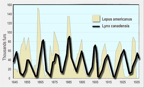 Numbers of snowshoe hare (yellow, background) and Canada lynx (black line, foreground) furs sold to the Hudson's Bay Company. Canada lynxes eat snowshoe hares.